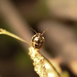 Close-up of snail on leaf