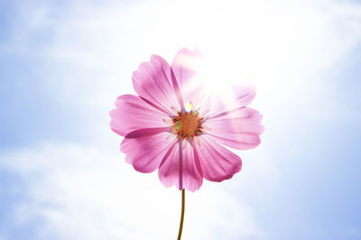 Close-up of pink flower