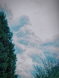 Low angle view of trees against sky