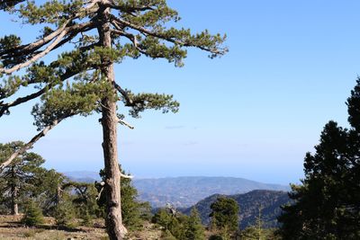 Trees on landscape against sky