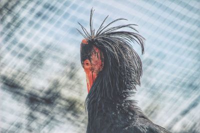 Close-up of rooster