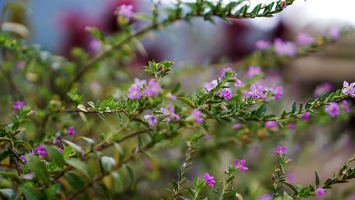Close-up of pink flowering plant