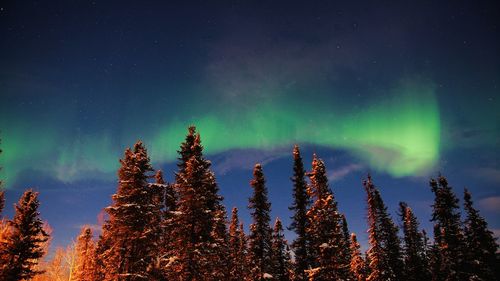 Low angle view of trees against sky at night