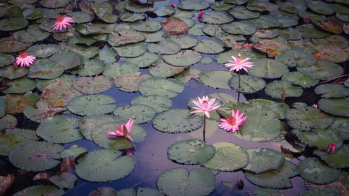 High angle view of pink lotus water lily in lake