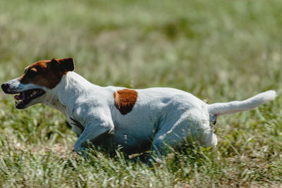 Dog running in green field and chasing lure at full speed on coursing competition