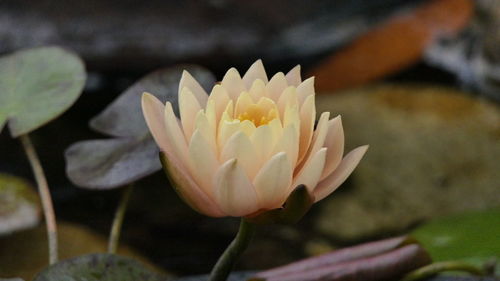 Close-up of water lily