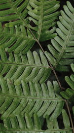 Full frame shot of green leaves