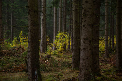 Pine trees in forest