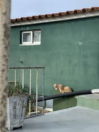 Cat looking at window of a building