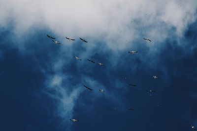 Low angle view of bird flying in sky