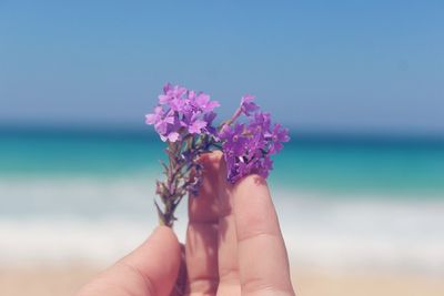 Cropped hand holding flower at beach against clear sky