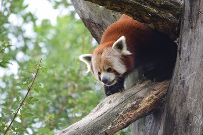 Red panda on tree