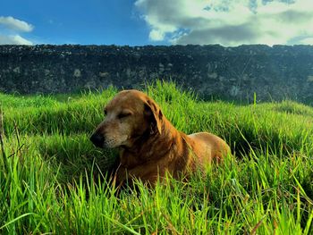 View of dog on field