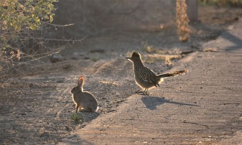 Birds on a land