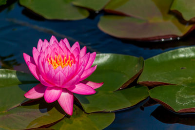 Pink lotus water lily in lake