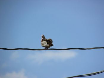 Low angle view of bird perching on cable against sky