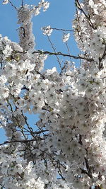 Low angle view of apple blossoms in spring