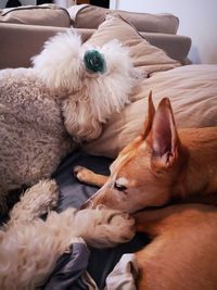 High angle view of dog sleeping on bed