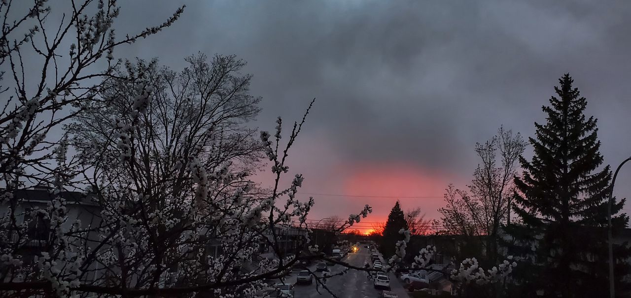 LOW ANGLE VIEW OF BARE TREES AGAINST CLOUDY SKY