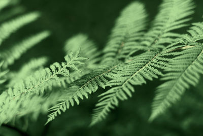 Close-up of fern leaves