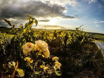 Plants growing on field against cloudy sky