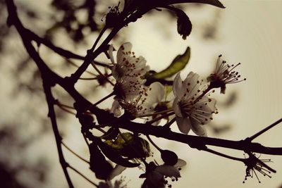 Close-up of branches against blurred background