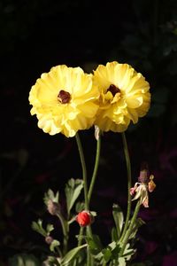 Close-up of yellow flower