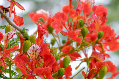 Close-up of red flowers