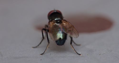 Close-up of housefly