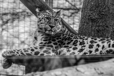Leopard lying on wooden plank at zoo