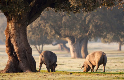 Horses grazing in a field