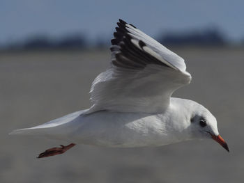 Seagull flying