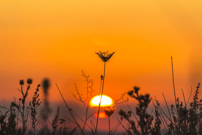 Low angle view of silhouette plant against orange sky