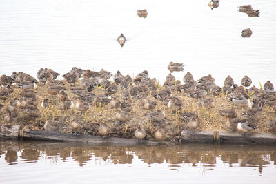 Ducks swimming in lake