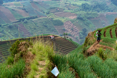 High angle view of agricultural field