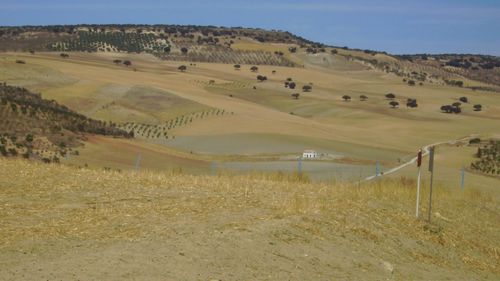 Scenic view of agricultural field against sky