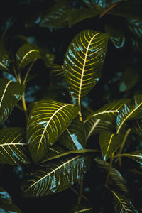 Close-up of green leaves