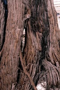 Full frame shot of tree trunk