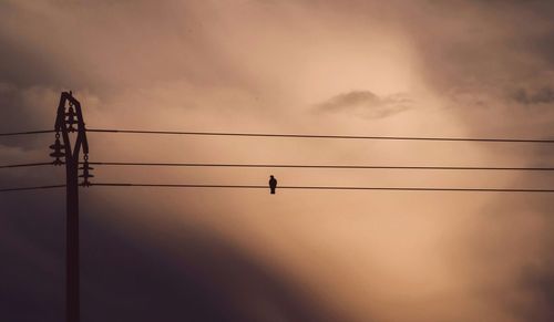 Low angle view of bird perching on cable against sky