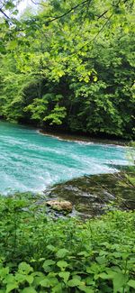Trees growing in forest