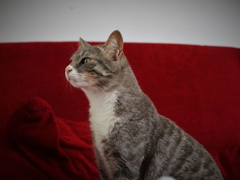 Cat looking away while sitting on sofa at home