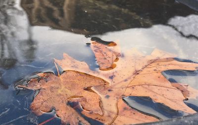 Close-up of dry leaves floating on water during winter