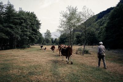 Cows on field against sky