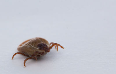 Close-up of crab