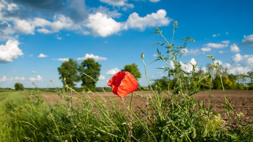 Plants growing on landscape