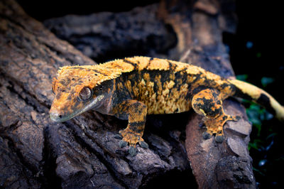 Close-up of lizard