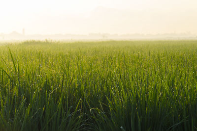 Close-up of wheat field against sky