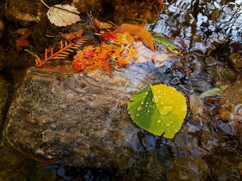 Close-up of maple leaf on tree during autumn