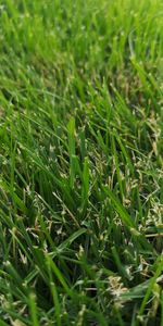 Full frame shot of crops growing on field