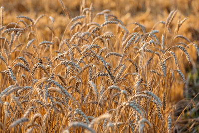 Close up of ripe wheat ears. beautiful backdrop of ripening ears of golden field.